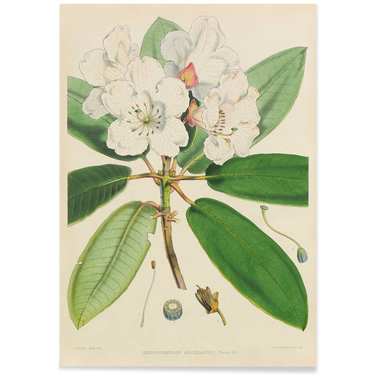 Botanical illustration of white rhododendron flowers and leaves from The Rhododendrons of Sikkim-Himalaya by Joseph Dalton Hooker poster, with black aluminium frame on white background