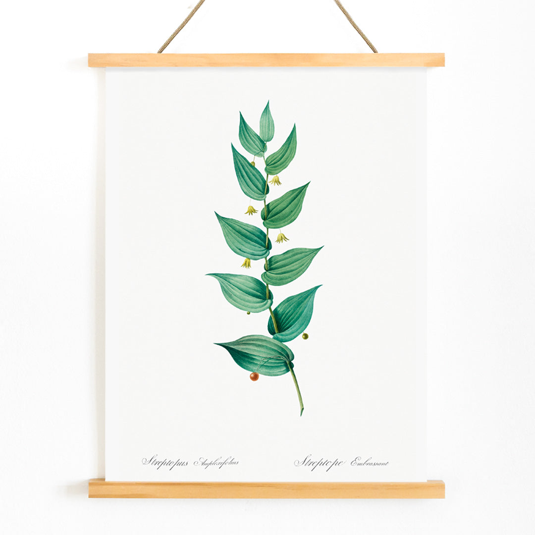 Botanical illustration poster of twistedstalk plant from Les liliacees by Pierre Joseph Redoute with green leaves and berries, with wooden magnetic frame on white background
