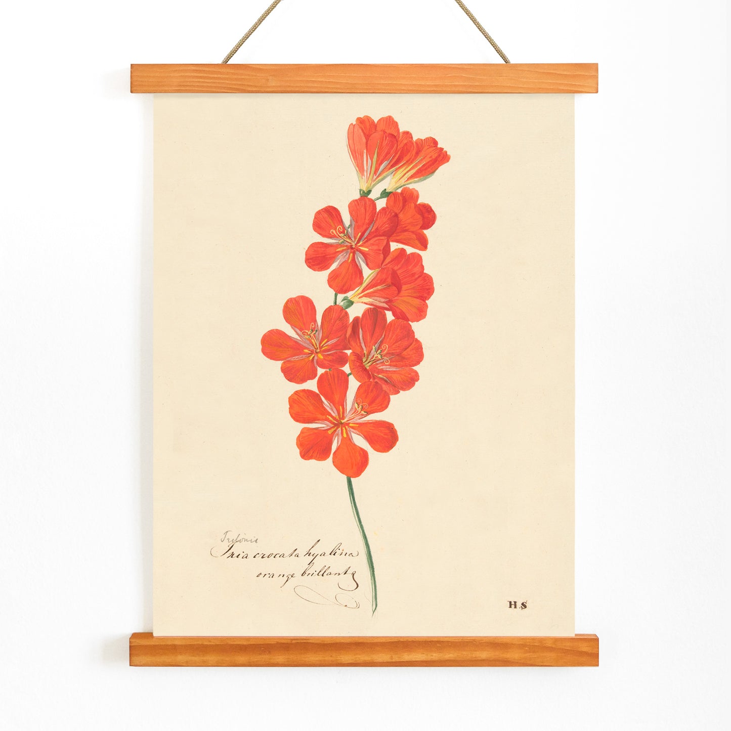 Botanical illustration and poster of vibrant orange and red Tritonia Crocata Flame Freesia flower artwork by Hendrik Schwegman on light background, with wooden magnetic frame on white background