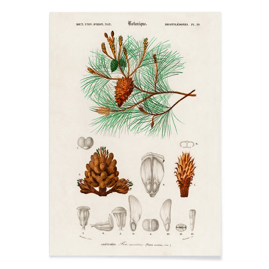 Maritime pine Pinus maritima botanical illustration by Charles Dessalines D Orbigny with detailed pine cones needles and plant parts poster artwork, with black aluminium frame on white background