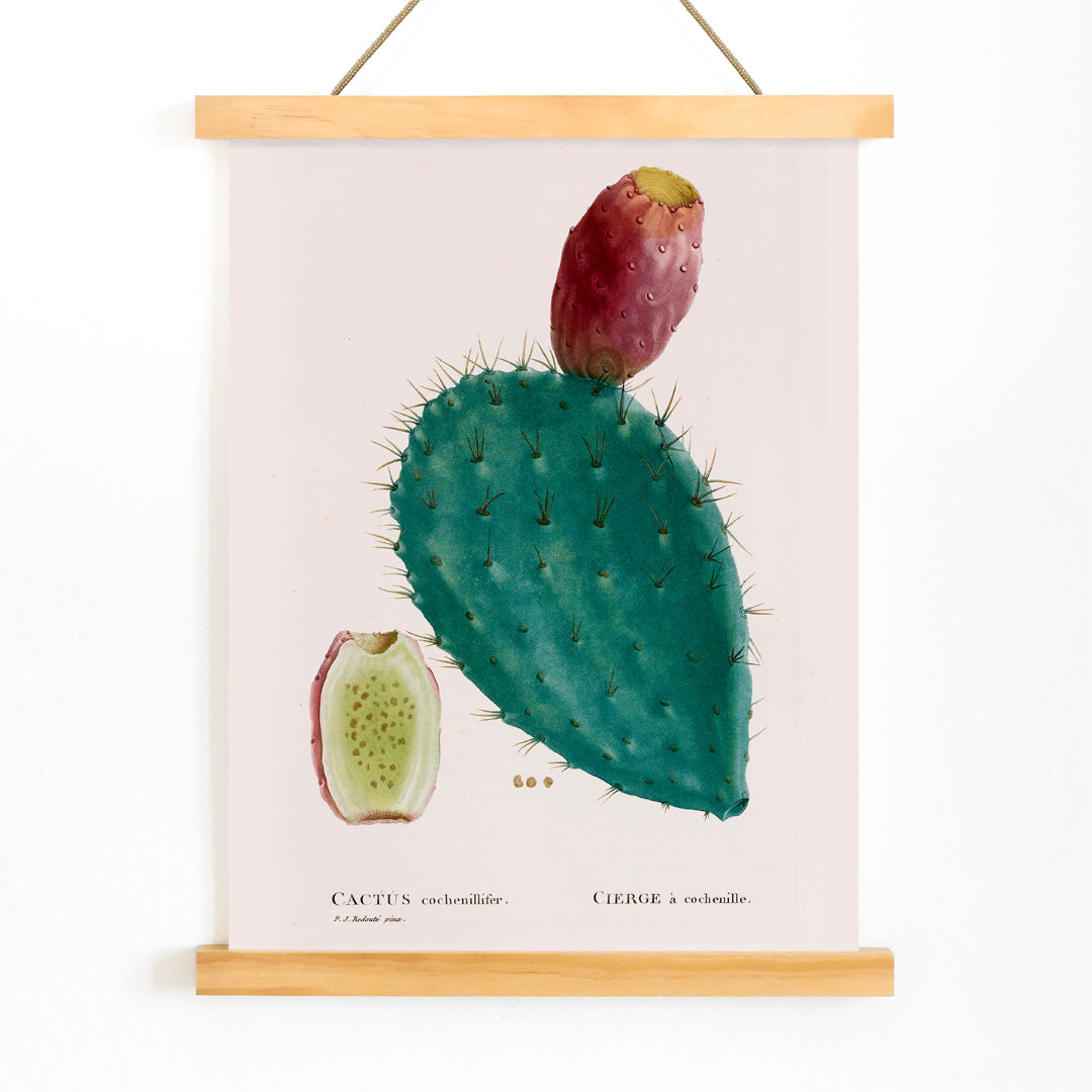 Botanical illustration poster of prickly pear cactus with fruit by PJ Redoute titled Cactus cochenillifer, with wooden magnetic frame on white background
