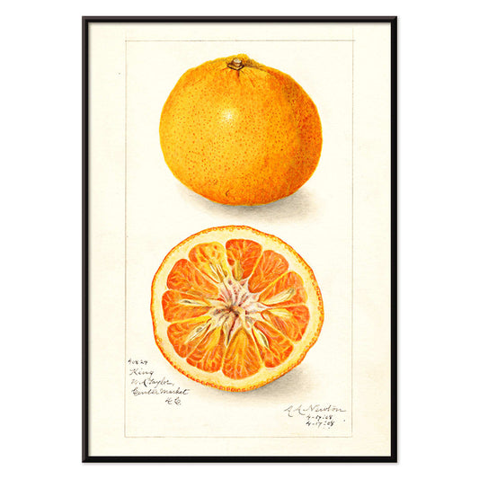Detailed illustration of Citrus nobilis by Amanda Almira Newton showing whole and halved fruit with cross-section on citrus fruit poster, with black aluminium frame on white background