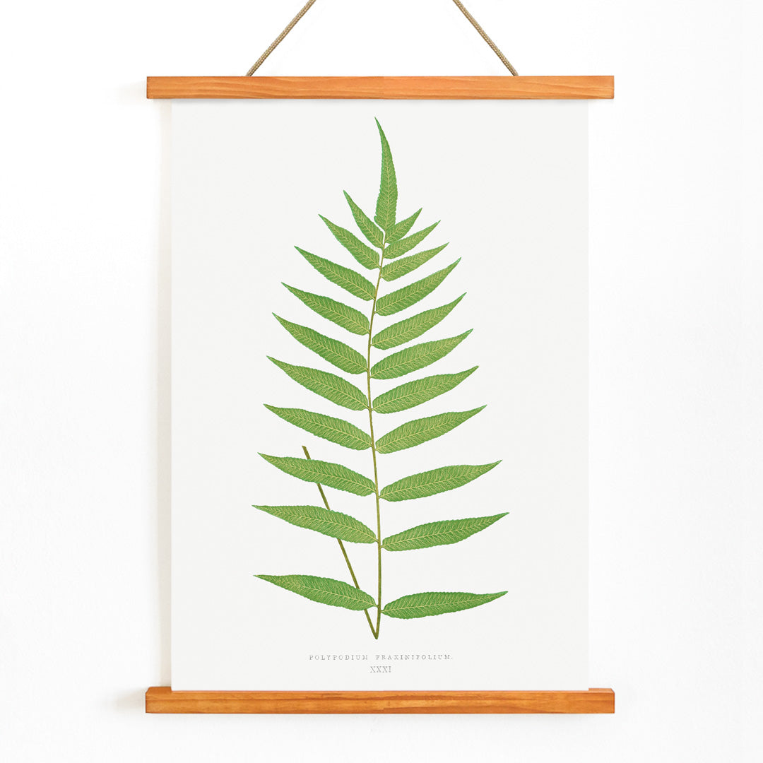 Polypodium Fraxinifolium fern botanical illustration poster by Edward Joseph Lowe from Ferns British and Exotic, with wooden magnetic frame on white background