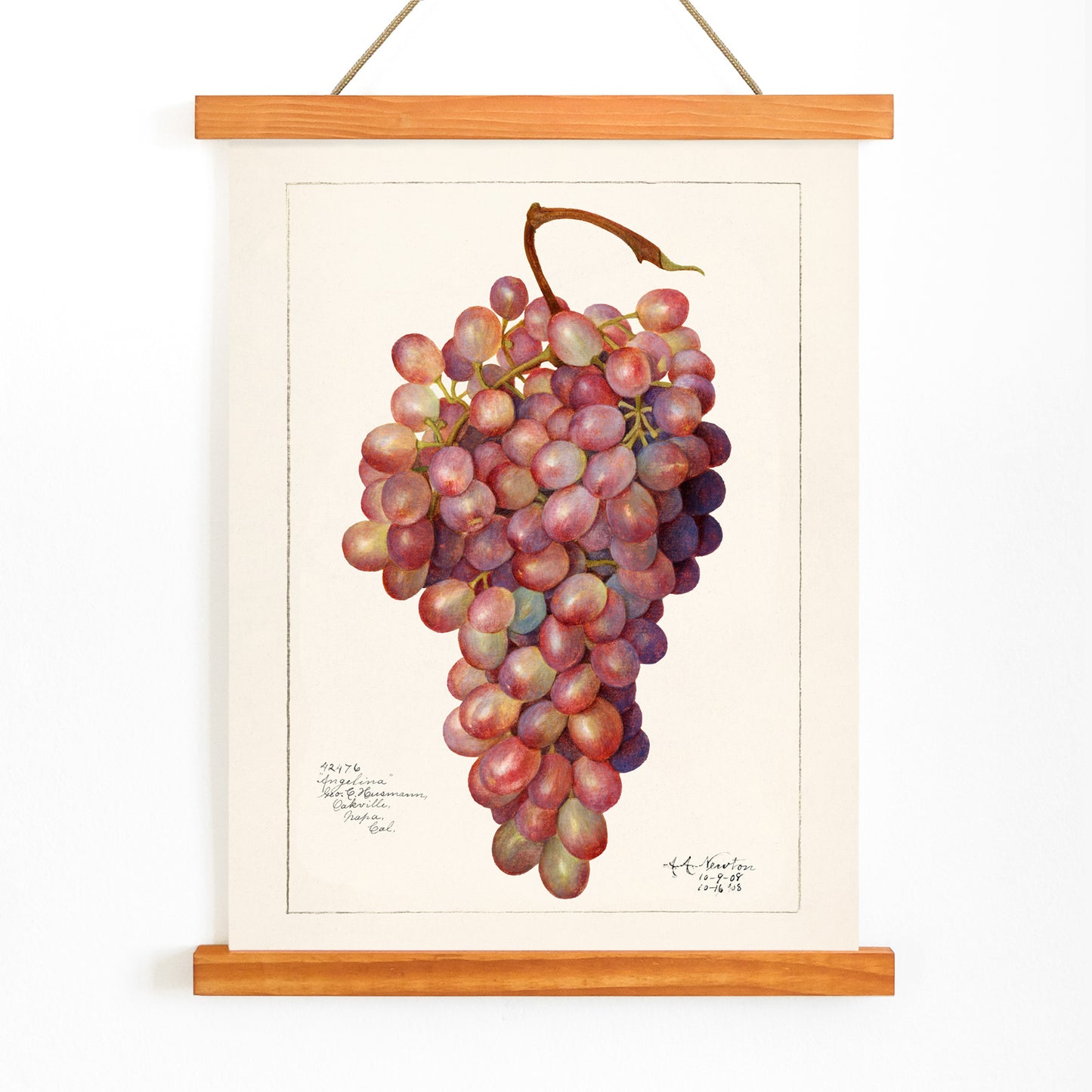 Vintage red grape cluster watercolor illustration by Amanda Almira Newton botanical accuracy poster artwork for home or kitchen wall decor, with wooden magnetic frame on white background