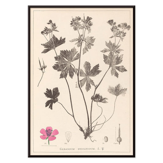 Botanical illustration and poster of Geranium sylvaticum with pink flower and detailed sketches by Louis Antoine Cusin from Herbier de la flore francaise, with black aluminium frame on white background