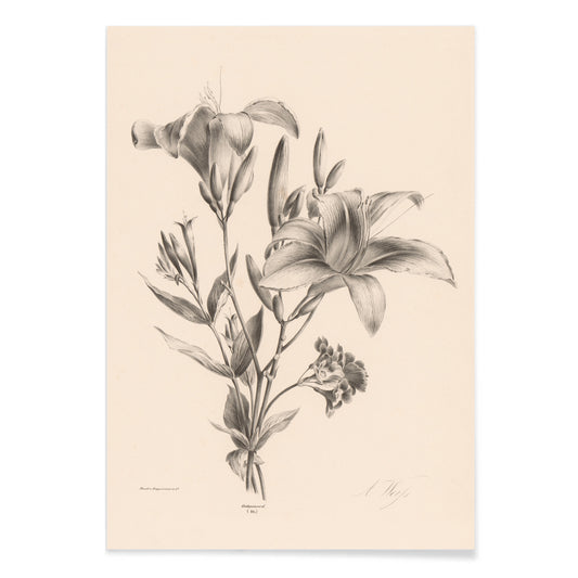 Detailed black and white botanical illustration of two lilies by Anton Weiss titled Two black and white lilies poster, with black aluminium frame on white background