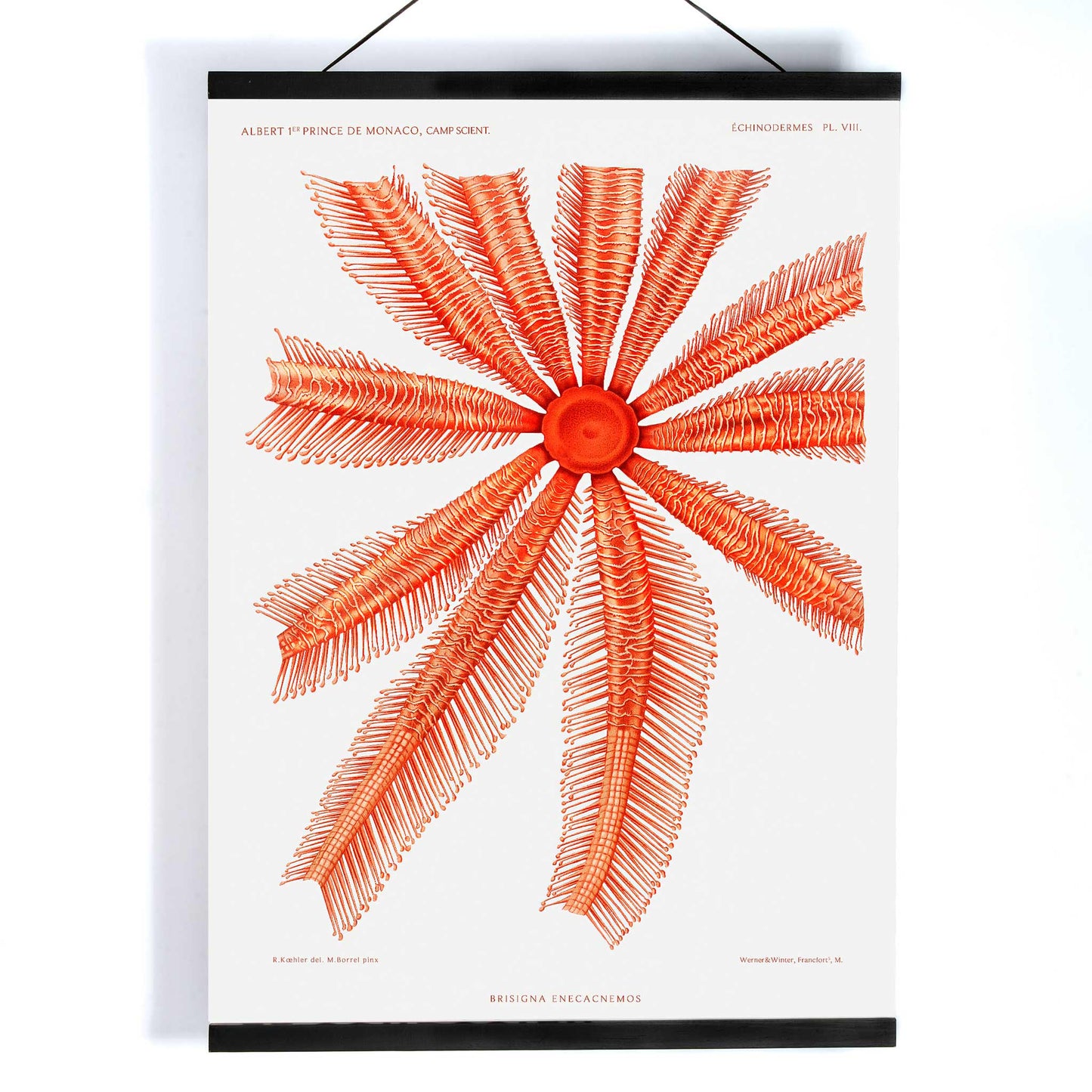 Brisingidae starfish illustration by Albert I Prince of Monaco from Resultats des Campagnes Scientifiques poster and framed artwork, with wooden magnetic frame on white background