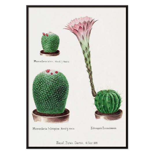 Botanical illustration and poster of Rainbow Pincushion cactus Easter lily Mammilaria nivea Mammilaria fulvispina Echinopsis Zuccariniana and other cacti from Familie Der Cacteen, with black aluminium frame on white background