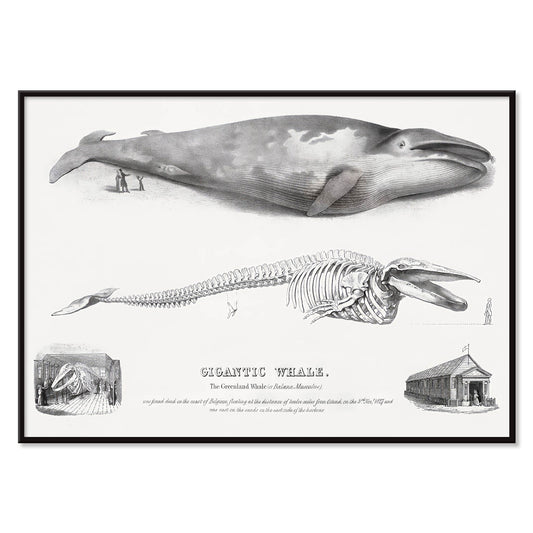Blue whale and skeleton illustration from Gigantic Whale by George Johann Scharf poster wall decor, with black aluminium frame on white background