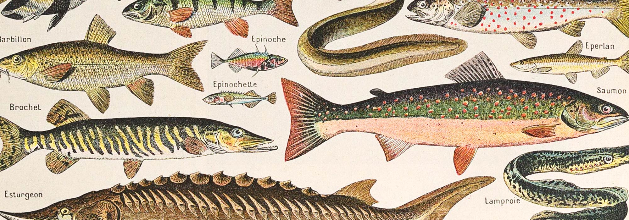 Animal poster collection featuring funny birds, beautiful crustaceans, and wild felines; illustrated, sketched, or imagined wildlife art in various styles for all ages