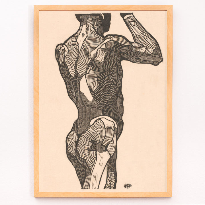 Closeup detail of Anatomical illustration of human glute muscles from the back artwork by Reijer Stolk titled Glute Muscles detailed muscle study poster