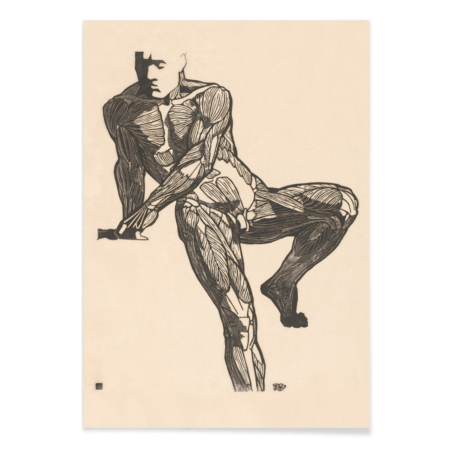 Detailed anatomical drawing of human chest muscles by Reijer Stolk showing a seated male figure poster artwork, with black aluminium frame on white background