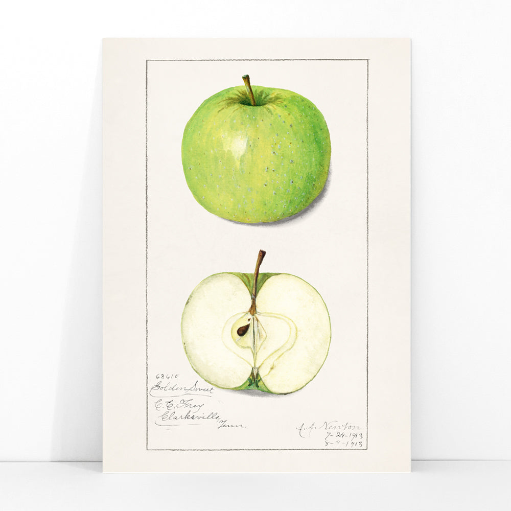 Green apple whole and sliced botanical illustration and poster artwork Apples Malus Domestica by Amanda Almira Newton, framed and displayed in modern living room decor