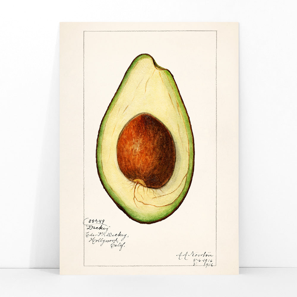 Botanical illustration of avocado Persea by Amada Almira Newton detailed poster with seed and green flesh, framed and displayed in modern living room decor