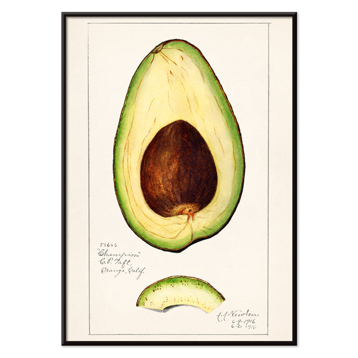 Botanical illustration of avocado fruit and sliced avocado by Amanda Almira Newton Avocado Persea wall art decor poster, with black aluminium frame on white background