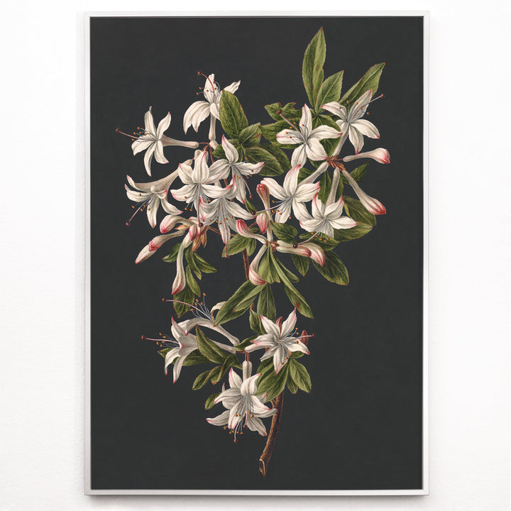 Closeup detail of Botanical illustration poster of white azalea flowers and green leaves on a branch by M de Gijselaar titled Branch of Azaleas in Bloom