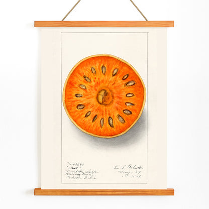 Botanical illustration of sliced orange bael fruit Aegle Marmelos by Ellen Isham Schutt artwork poster, with wooden magnetic frame on white background