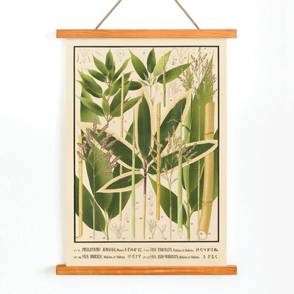 Botanical illustration and poster of various bamboo species from Japan by Yasuyoshi Shirasawa Icones of the bamboos of Japan Nihon chikurui zufu Pl 11 detailed botanical artwork, with wooden magnetic frame on white background