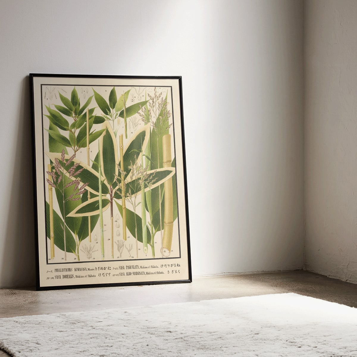 Botanical illustration and poster of various bamboo species from Japan by Yasuyoshi Shirasawa Icones of the bamboos of Japan Nihon chikurui zufu Pl 11 detailed botanical artwork, framed and displayed in modern living room decor