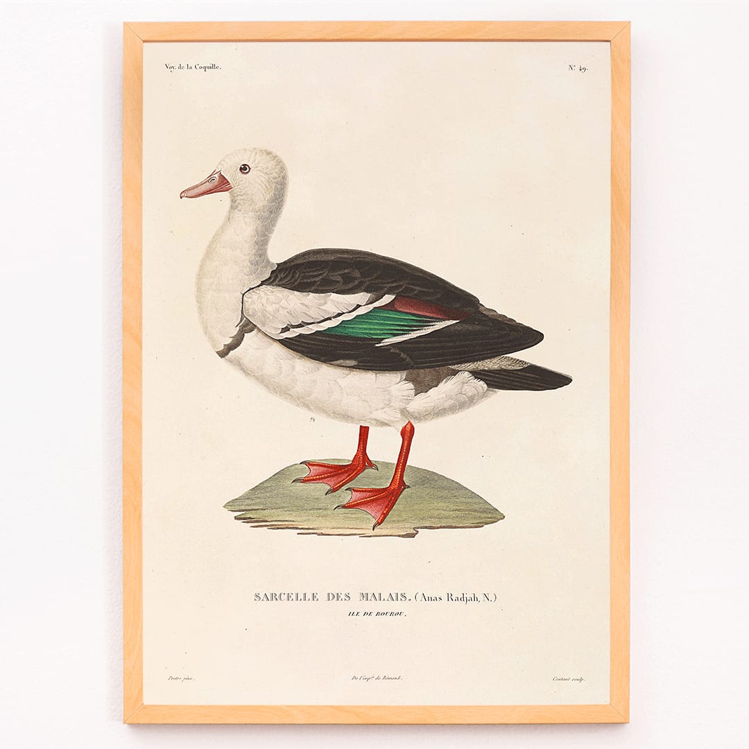 Voyage autour du monde Pl 155 Bird illustration and poster by Louis Isidore Duperrey featuring Sarcelle des Malais bird artwork, framed and displayed in modern living room decor
