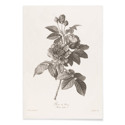 Botanical illustration of blooming Rose de Provins branch by Jean Godefroy poster, with black aluminium frame on white background
