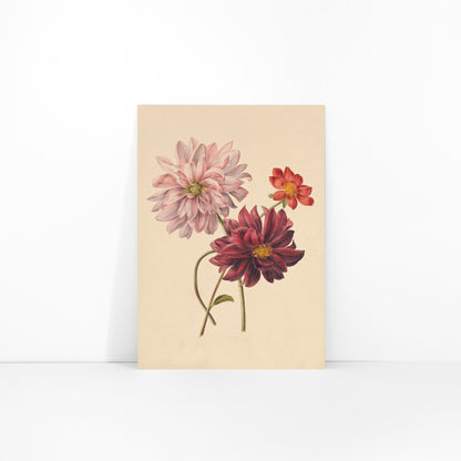 Botanical illustration poster of colorful dahlias in soft pink red and burgundy by Willem Hekking, framed and displayed in modern living room decor