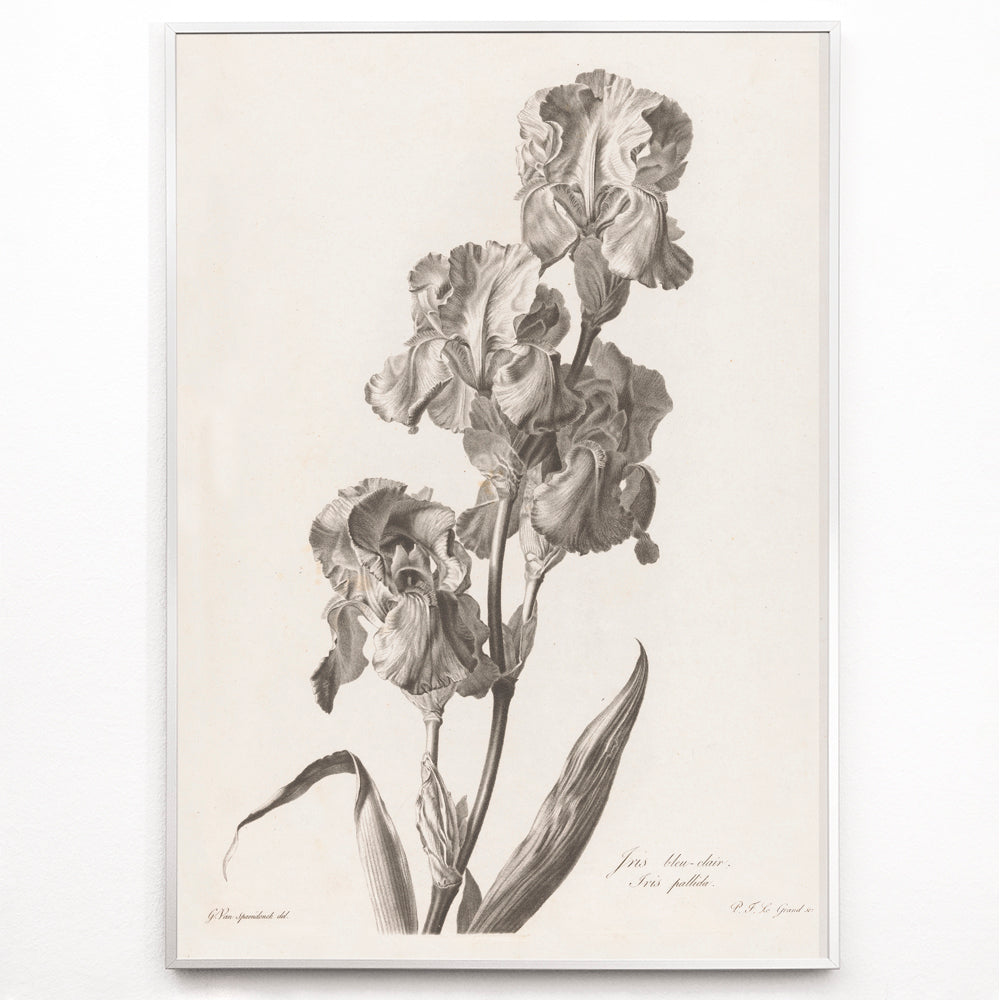 Closeup detail of Botanical illustration poster of Blue Dalmatian iris by Pierre Francois Legrand showing detailed iris flowers and leaves in monochrome style