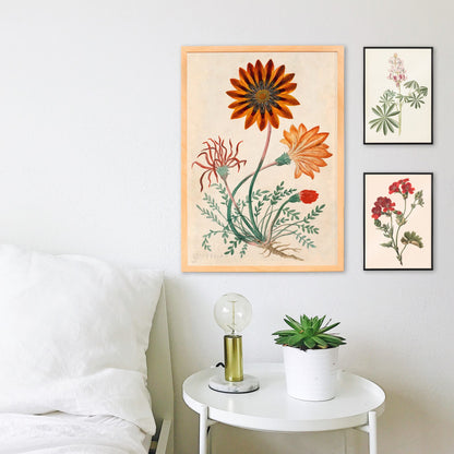 Botanical illustration poster of orange and red Gorteria diffusa flowers with green leaves by Robert Jacob Gordon, framed and displayed in home decor