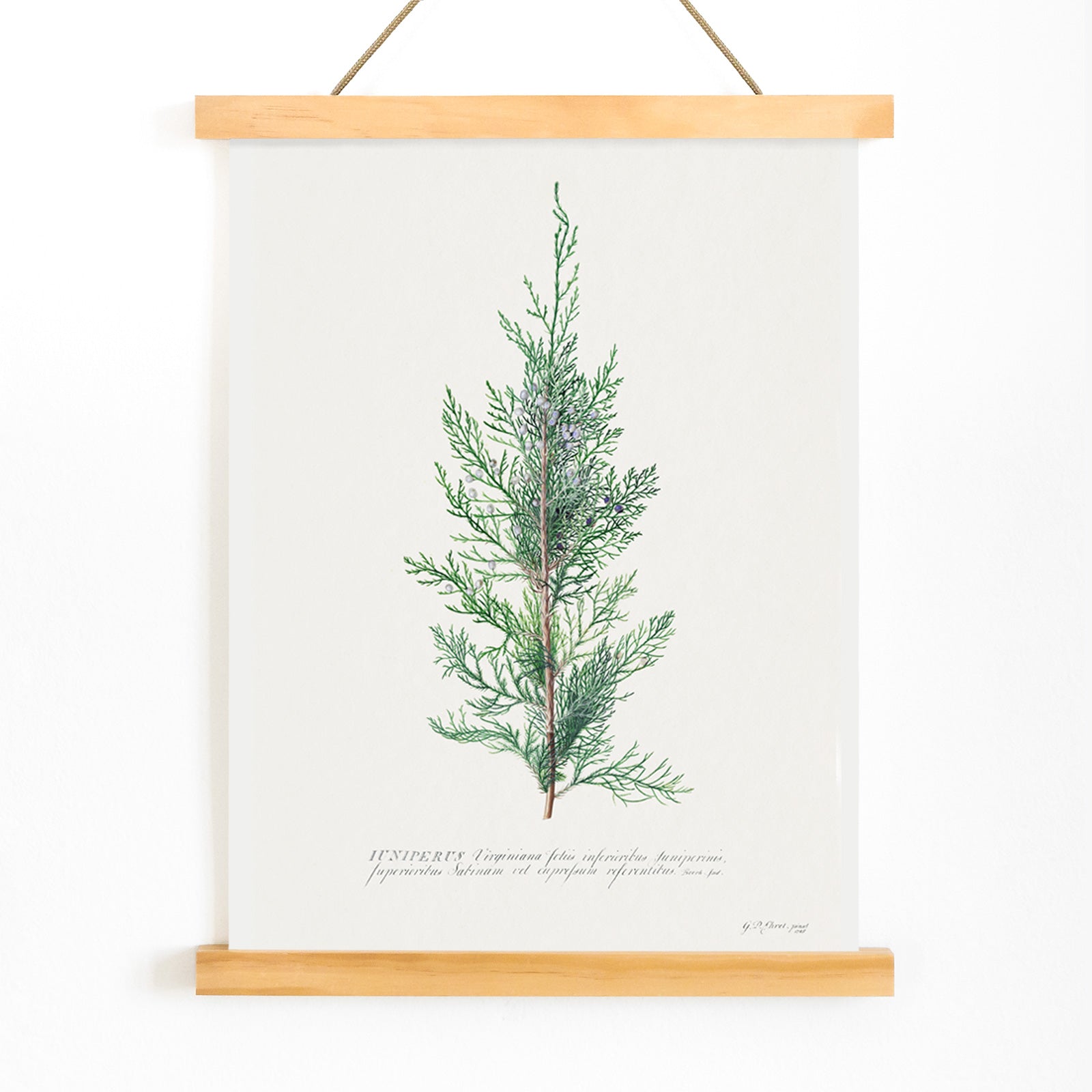 Botanical illustration of juniper branch by Georg Dionysius Ehret poster wall decor artwork, with wooden magnetic frame on white background