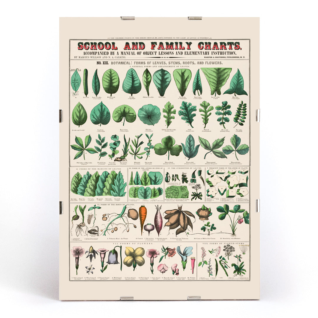 Botanical illustration and poster of leaves stems roots and flowers by Marcius Willson and Norman A Calkins school and family charts, framed and displayed in modern living room decor