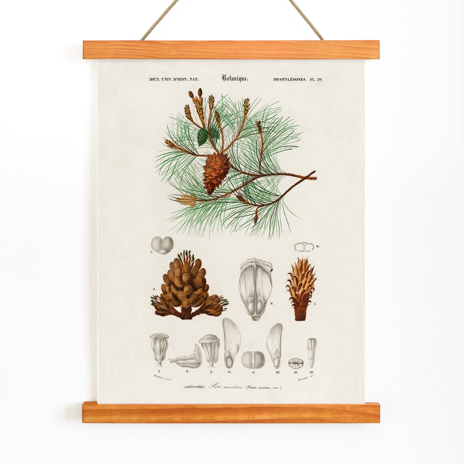 Maritime pine Pinus maritima botanical illustration by Charles Dessalines D Orbigny with detailed pine cones needles and plant parts poster artwork, with wooden magnetic frame on white background