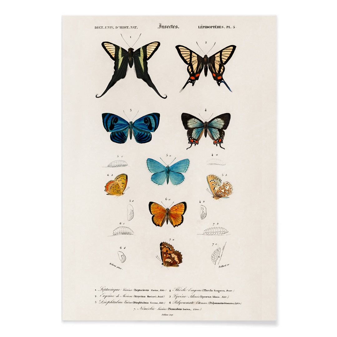 Colorful butterflies and chrysalises illustration and poster showing butterfly life stages by Charles Dessalines D Orbigny, with black aluminium frame on white background
