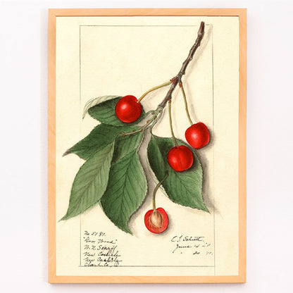 Botanical illustration poster of Prunus avium Govenor Wood by Ellen Isham Schutt featuring cherries and leaves on a branch, framed and displayed in modern living room decor