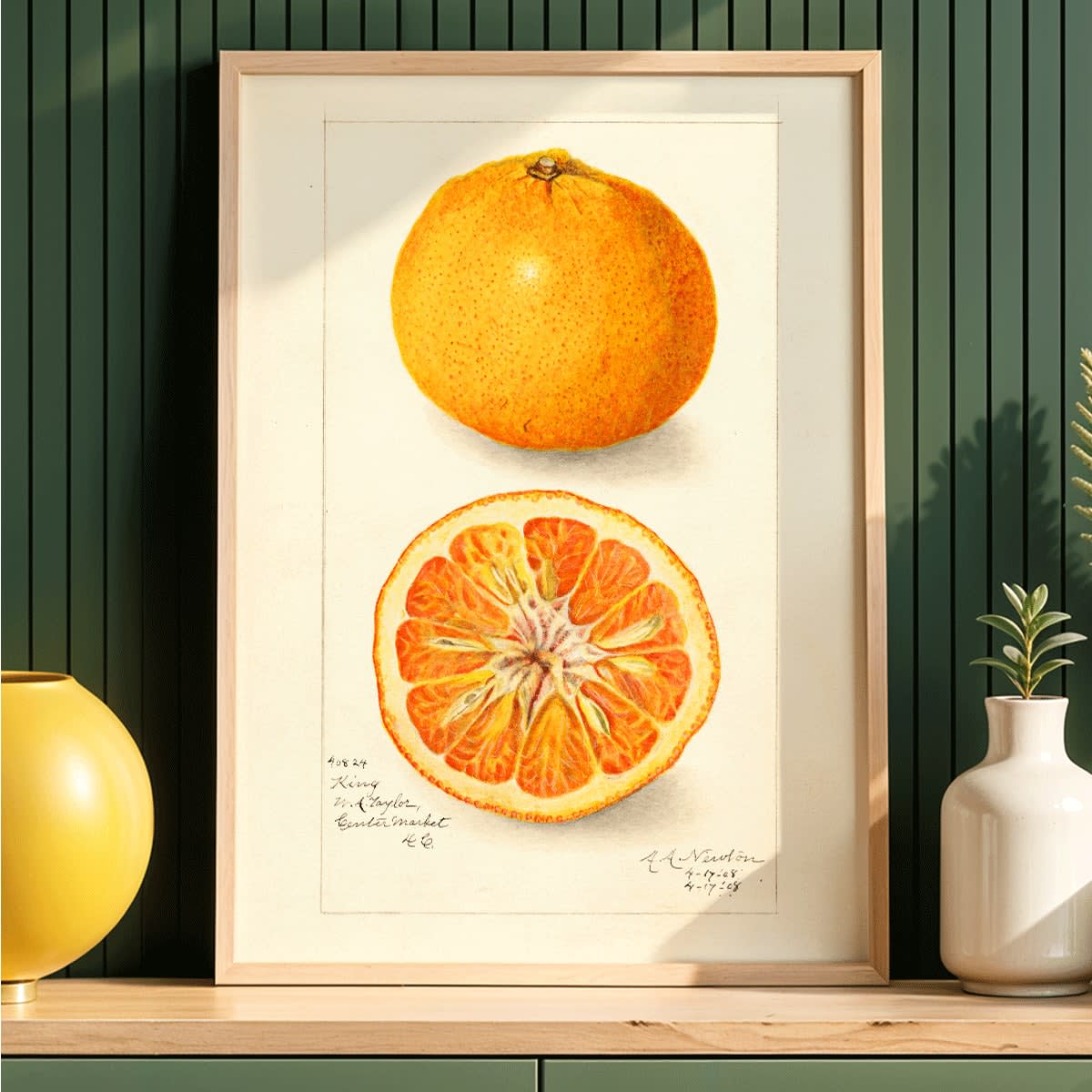 Detailed illustration of Citrus nobilis by Amanda Almira Newton showing whole and halved fruit with cross-section on citrus fruit poster, framed and displayed in home decor
