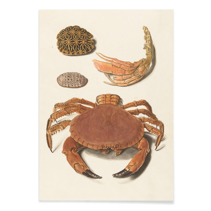 Detailed illustration of crab shells and sea creatures artwork by Johann Gustav Hoch featuring various shells and claws, with black aluminium frame on white background