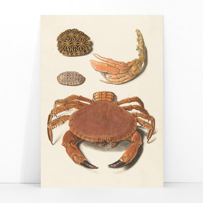 Detailed illustration of crab shells and sea creatures artwork by Johann Gustav Hoch featuring various shells and claws, framed and displayed in modern living room decor