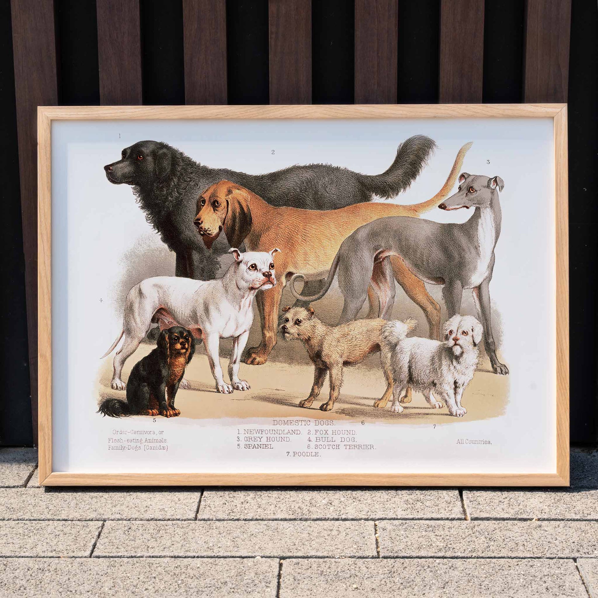 Poster of various domestic dog breeds illustrated from the Carnivora family artwork, framed and displayed in modern living room decor