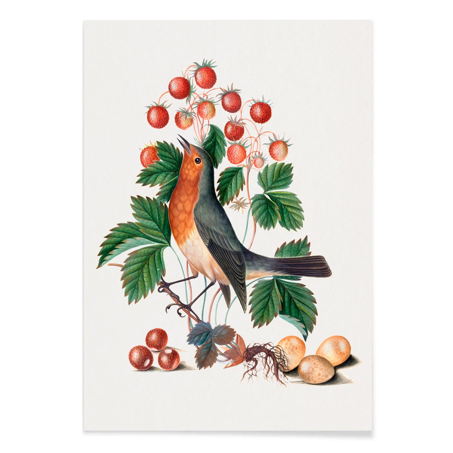 European robin with wild strawberries and eggs artwork by James Bolton from the Natural History Cabinet of Anna Blackburne poster, with black aluminium frame on white background