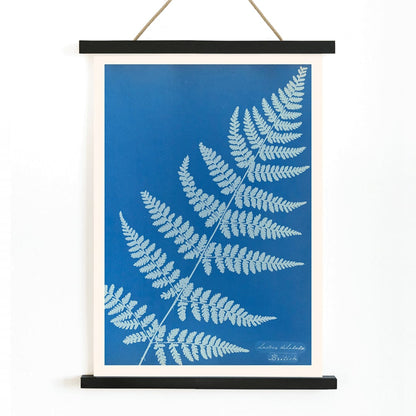 Cyanotype poster of Lastrea dilatato fern artwork by Anna Atkins featuring a blue background, with wooden magnetic frame on white background