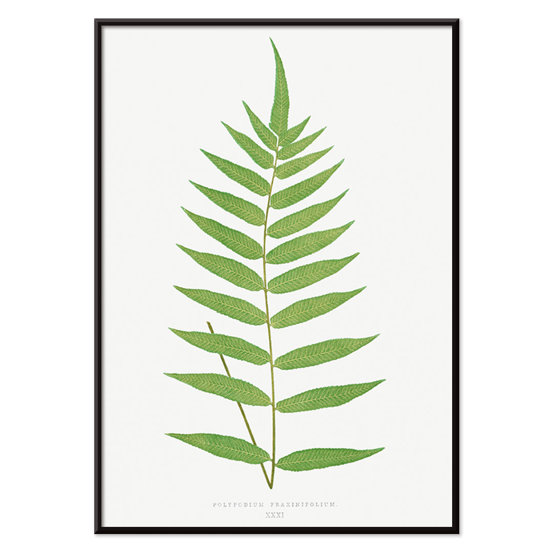 Polypodium Fraxinifolium fern botanical illustration poster by Edward Joseph Lowe from Ferns British and Exotic, with black aluminium frame on white background