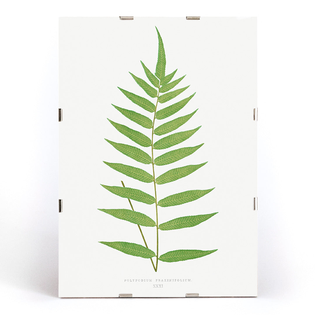 Polypodium Fraxinifolium fern botanical illustration poster by Edward Joseph Lowe from Ferns British and Exotic, framed and displayed in modern living room decor