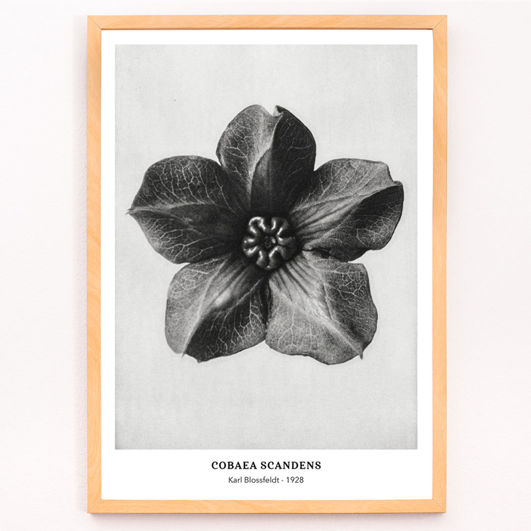 Closeup detail of Black and white close up photograph and poster of Cobea scandens Mexican Ivy flower calyx by Karl Blossfeldt Urformen der Kunst