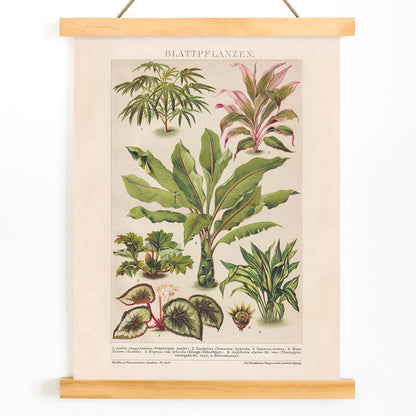 Colorful botanical illustration poster of various tropical foliage plants by Friedrich Arnold Brockhaus, with wooden magnetic frame on white background