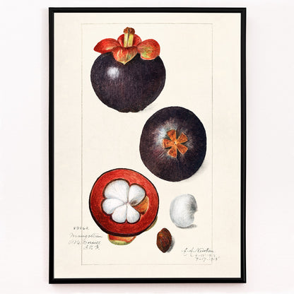 Closeup detail of Botanical illustration poster of mangosteen fruit by Amanda Almira Newton titled Mangosteens Garcinia Mangostana botanical artwork