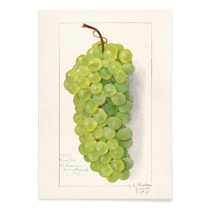 Vintage green grape cluster illustration by Amanda Almira Newton detailed botanical art poster on light background, with black aluminium frame on white background