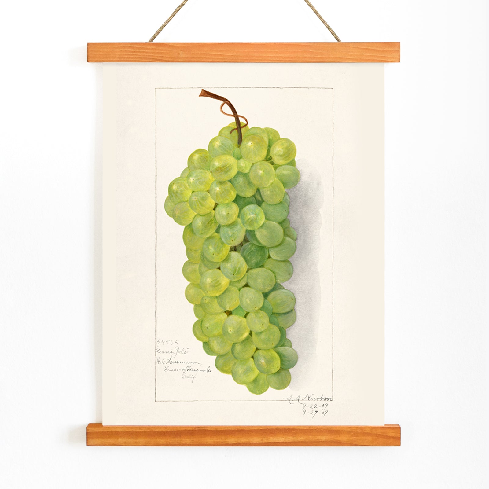 Vintage green grape cluster illustration by Amanda Almira Newton detailed botanical art poster on light background, with wooden magnetic frame on white background