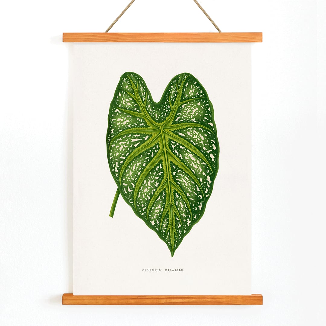 Green Caladium Mirabile botanical illustration poster by Benjamin Fawsett from Les Plantes a Feuillage Colore, with wooden magnetic frame on white background
