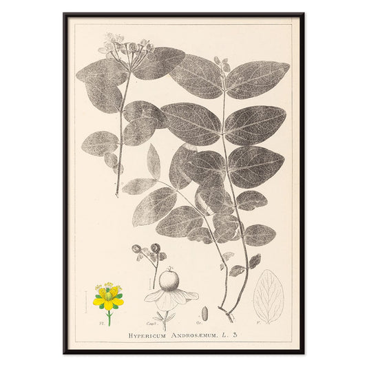 Botanical illustration poster of Hypericum Androsaemum by Louis Antoine Cusin from Herbier de la Flore Francaise Plate 117, with black aluminium frame on white background