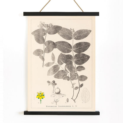Botanical illustration poster of Hypericum Androsaemum by Louis Antoine Cusin from Herbier de la Flore Francaise Plate 117, with wooden magnetic frame on white background