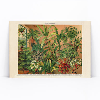 Colorful indoor foliage and potted green plants poster titled House Plants II by Institute of Liepzig featuring various house plants in pots against a warm background, framed and displayed in modern living room decor